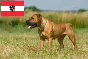 Read more about the article Boerboel tenyésztők és kölykök Ausztriában