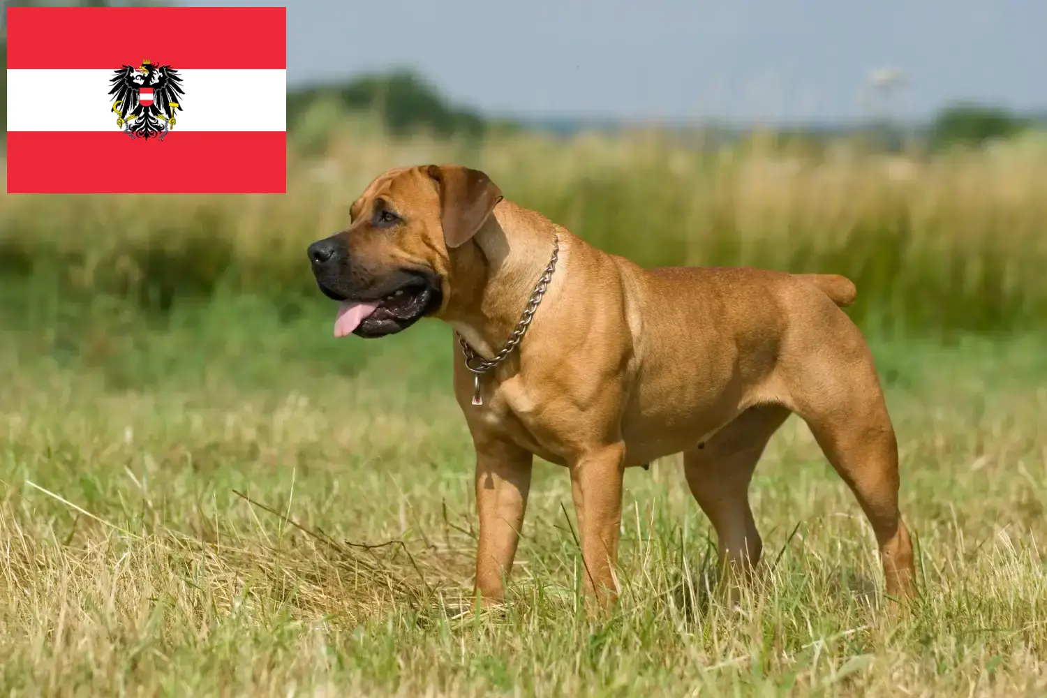 Boerboel kiskutyák és tenyésztők Ausztria Itt megtalálhatja a berboel tenyésztőket Ausztriában.
