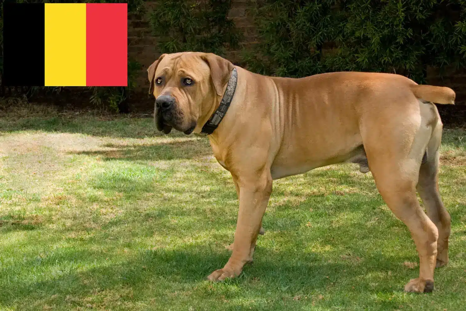 Boerboel kölykök és tenyésztők Belgium Itt megtalálja a berboel tenyésztőket Belgiumban.