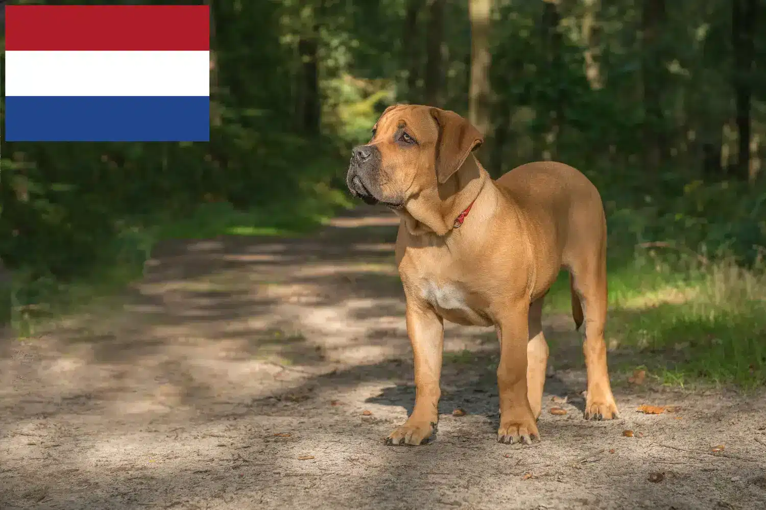 Boerboel kölykök és tenyésztők Hollandia Itt megtalálja a hollandiai berboel tenyésztőket.
