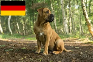 Read more about the article Boerboel tenyésztők és kölykök Németországban