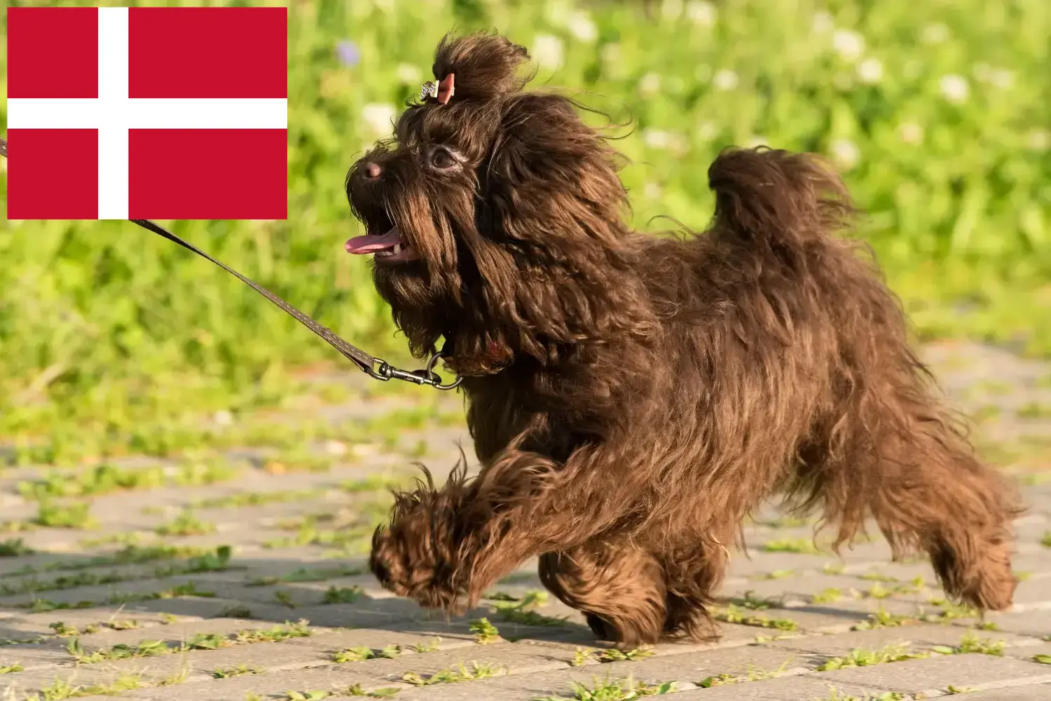 Bolonka Zwetna kiskutyák és tenyésztők Dánia Itt megtalálja a dániai Bolonka Zwetnas tenyésztőket.