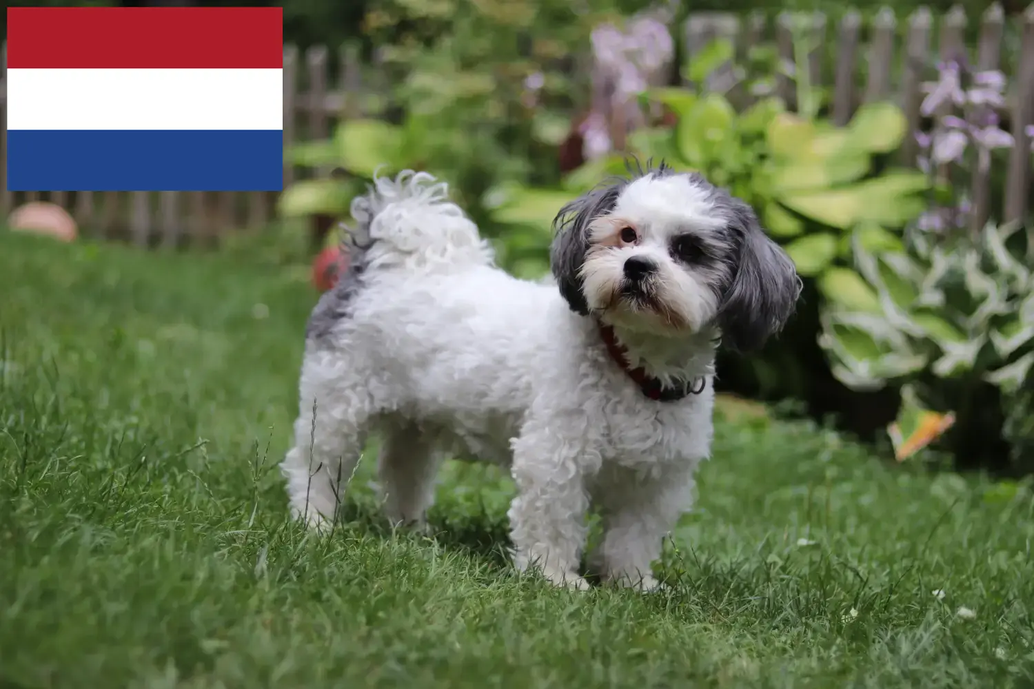 Bolonka Zwetna kiskutyák és tenyésztők Hollandia Itt megtalálja a Bolonka Zwetnas tenyésztőit Hollandiában.