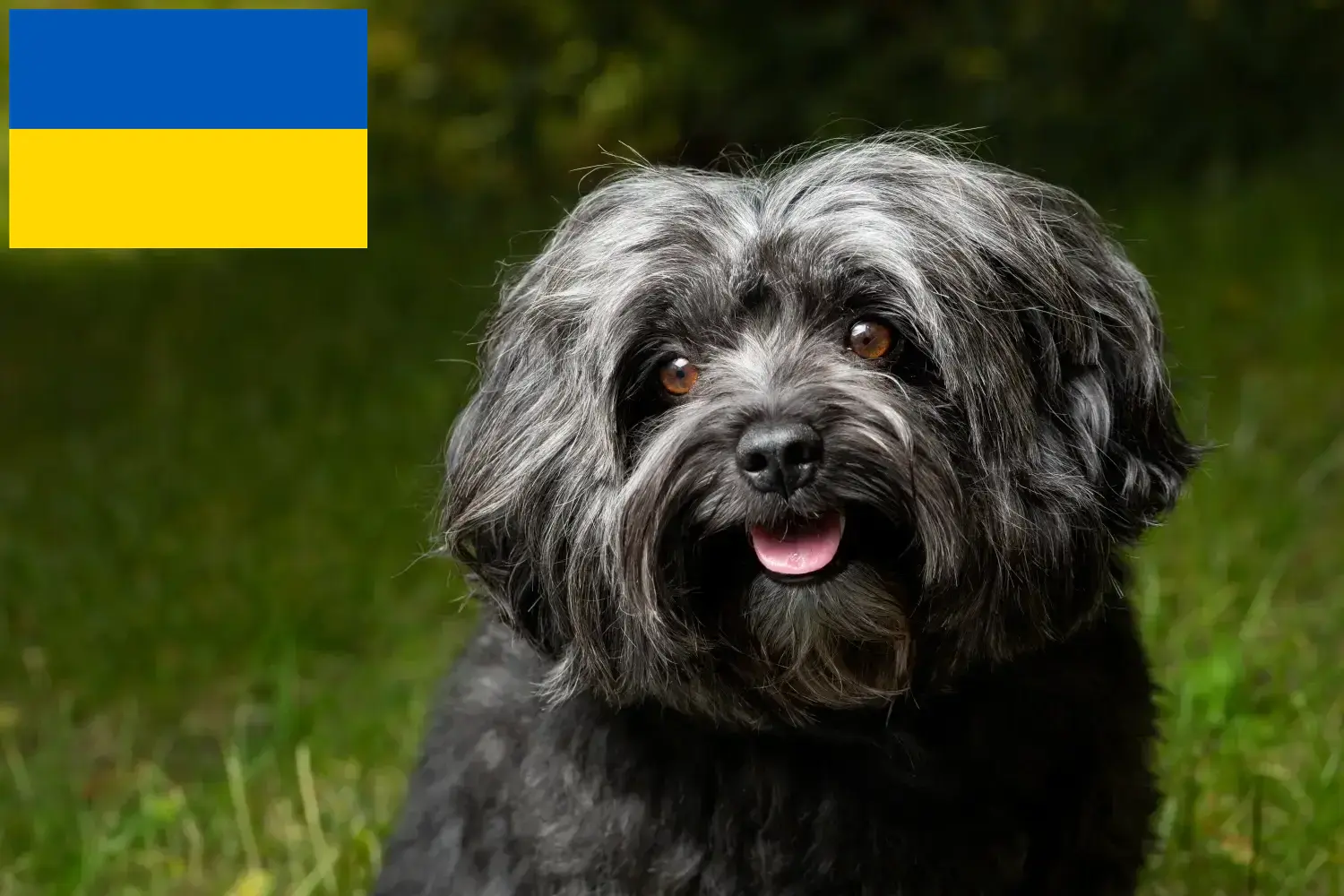 Bolonka Zwetna kiskutyák és tenyésztők Ukrajna Itt találhat Bolonka Zwetnas tenyésztőket Ukrajnában.