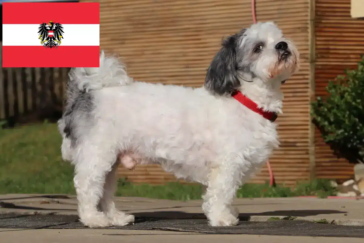 Bolonka Zwetna kiskutyák és tenyésztők Ausztria Itt találhat Bolonka Zwetnas tenyésztőket Ausztriában.