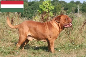 Read more about the article Bordeaux-i dog tenyésztők és kölykök Magyarországon