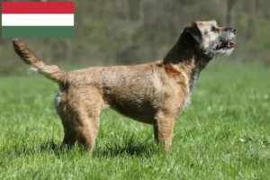 Read more about the article Borderterrier tenyésztők és kölykök Magyarországon