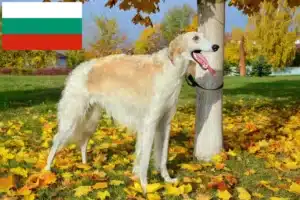 Read more about the article Borzoi tenyésztők és kölykök Bulgáriában