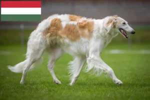 Read more about the article Borzoi tenyésztők és kölykök Magyarországon