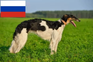 Read more about the article Borzoi tenyésztők és kölykök Oroszországban