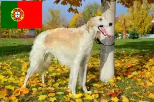 Read more about the article Borzoi tenyésztők és kölykök Portugáliában