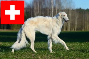 Read more about the article Borzoi tenyésztők és kölykök Svájcban