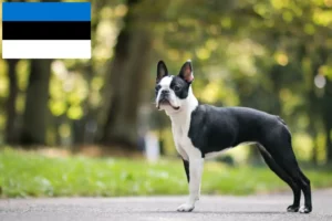 Read more about the article Boston terrier tenyésztők és kiskutyák Észtországban