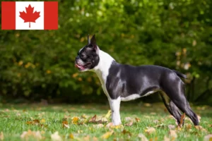 Read more about the article Boston Terrier tenyésztők és kölykök Kanadában