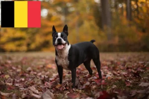 Read more about the article Boston terrier tenyésztők és kölykök Belgiumban