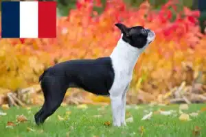 Read more about the article Boston terrier tenyésztők és kölykök Franciaországban
