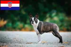 Read more about the article Boston terrier tenyésztők és kölykök Horvátországban