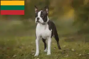 Read more about the article Boston terrier tenyésztők és kölykök Litvániában