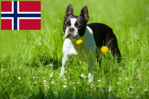Read more about the article Boston terrier tenyésztők és kölykök Norvégiában