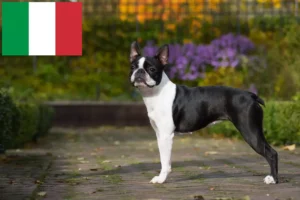 Read more about the article Boston terrier tenyésztők és kölykök Olaszországban