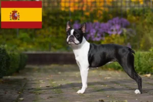Read more about the article Boston terrier tenyésztők és kölykök Spanyolországban