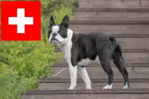Read more about the article Boston terrier tenyésztők és kölykök Svájcban