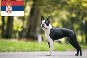 Read more about the article Boston terrier tenyésztők és kölykök Szerbiában