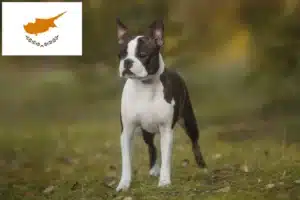 Read more about the article Boston Terrier tenyésztők és kölykök Cipruson
