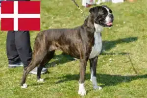 Read more about the article Boxer tenyésztők és kiskutyák Dániában