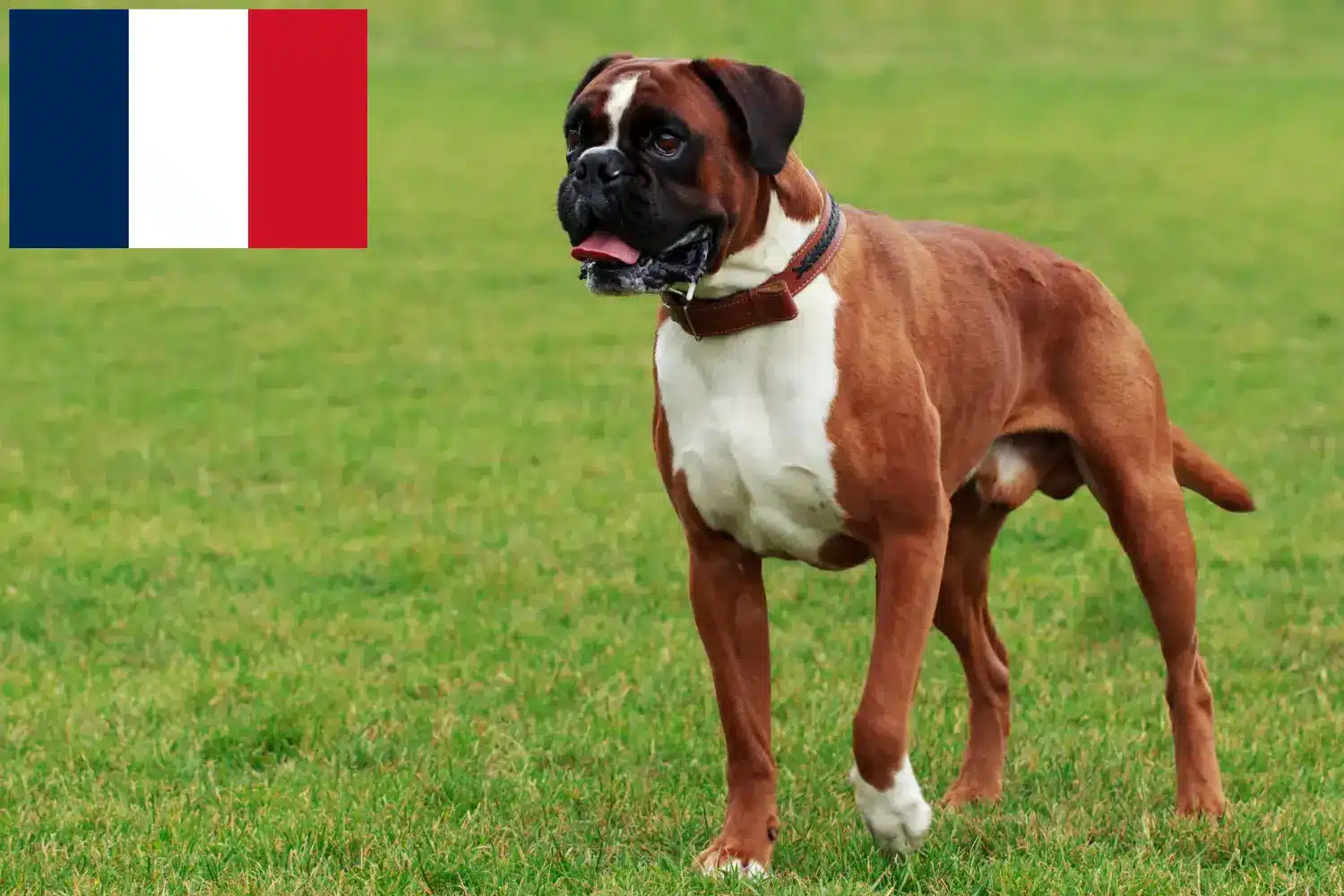 Boxer kiskutyák és tenyésztők Réunion Itt találsz boxer tenyésztőket Réunionban.