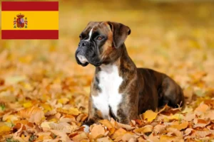Read more about the article Boxer tenyésztők és kölykök Spanyolországban