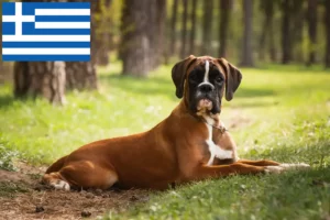 Read more about the article Boxer tenyésztők és kölykök Görögországban