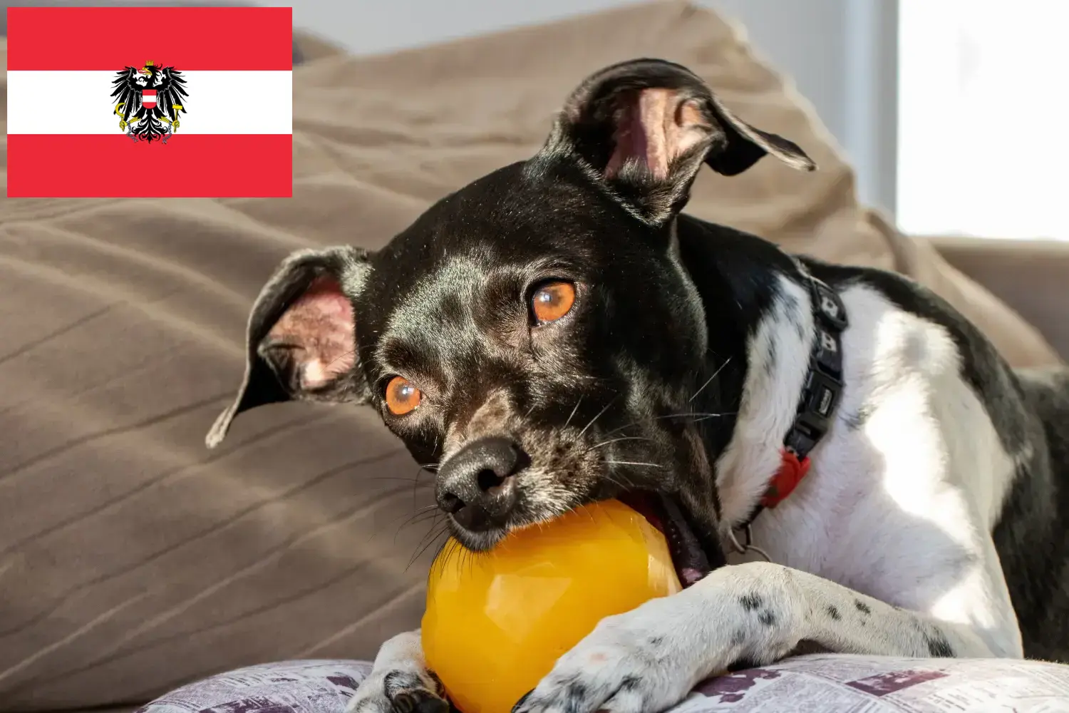 Brazil terrier kölykök és tenyésztők Ausztria Itt talál brazil terrier tenyésztőket Ausztriában.
