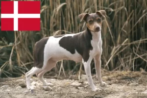 Read more about the article Brazil terrier tenyésztő és kiskutyák Dániában