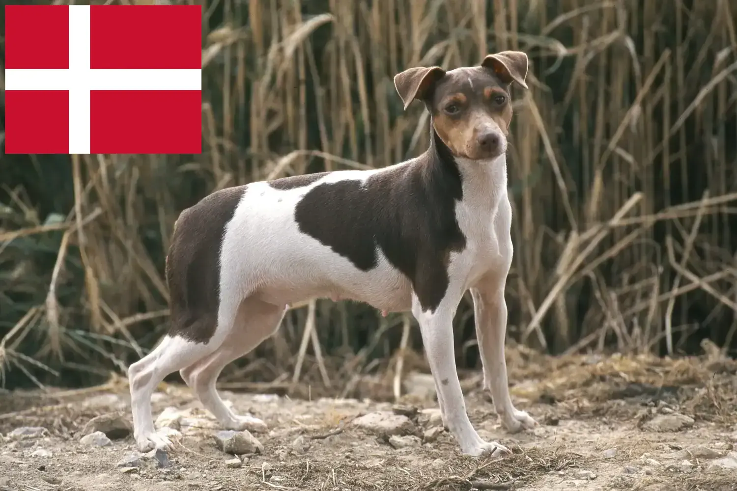 Brazil terrier kiskutyák és tenyésztők Dánia Brazíliai terrier tenyésztőket Dániában itt találsz.