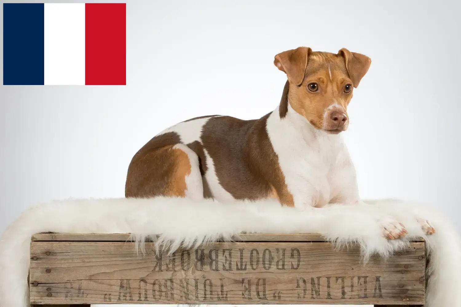 Brazil terrier kölykök és tenyésztők Franciaország Brazíliai terrier tenyésztőket Franciaországban itt találsz.