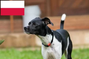 Read more about the article Brazil terrier tenyésztők és kiskutyák Lengyelországban