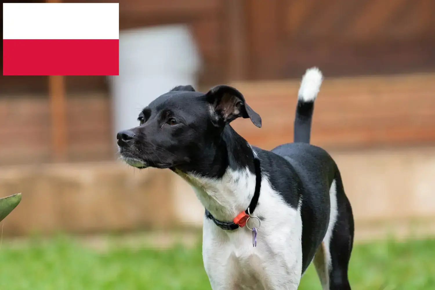 Brazil terrier kiskutyák és tenyésztők Lengyelország Lengyelországi brazil terrier tenyésztőket itt találsz.