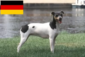 Read more about the article Brazil terrier tenyésztők és kiskutyák Németországban