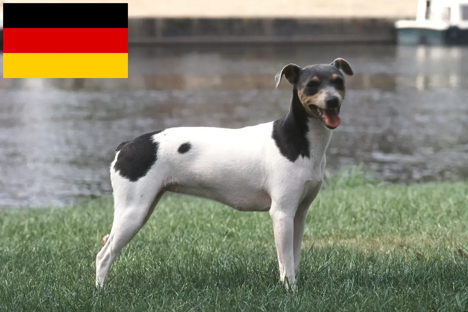 Read more about the article Brazil terrier tenyésztők és kiskutyák Németországban