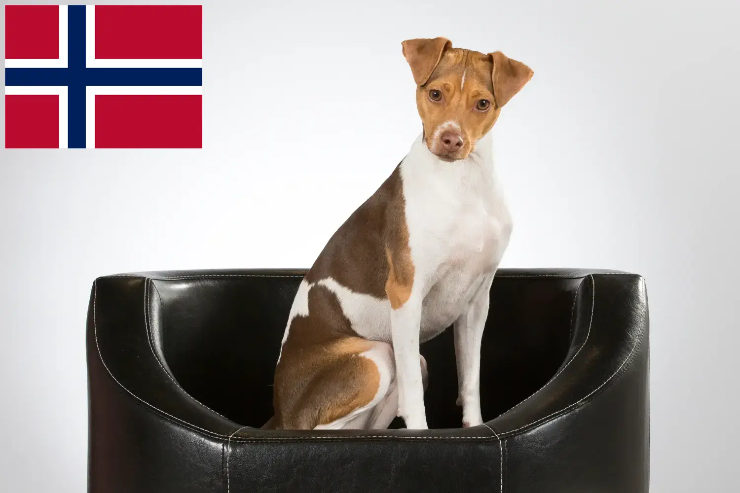 Brazil terrier kiskutyák és tenyésztők Norvégia Norvégia brazil terrier tenyésztőket itt találsz.