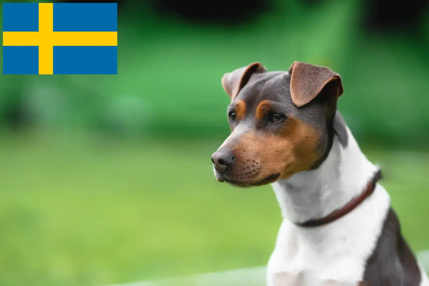Read more about the article Brazil terrier tenyésztő és kölykök Svédországban