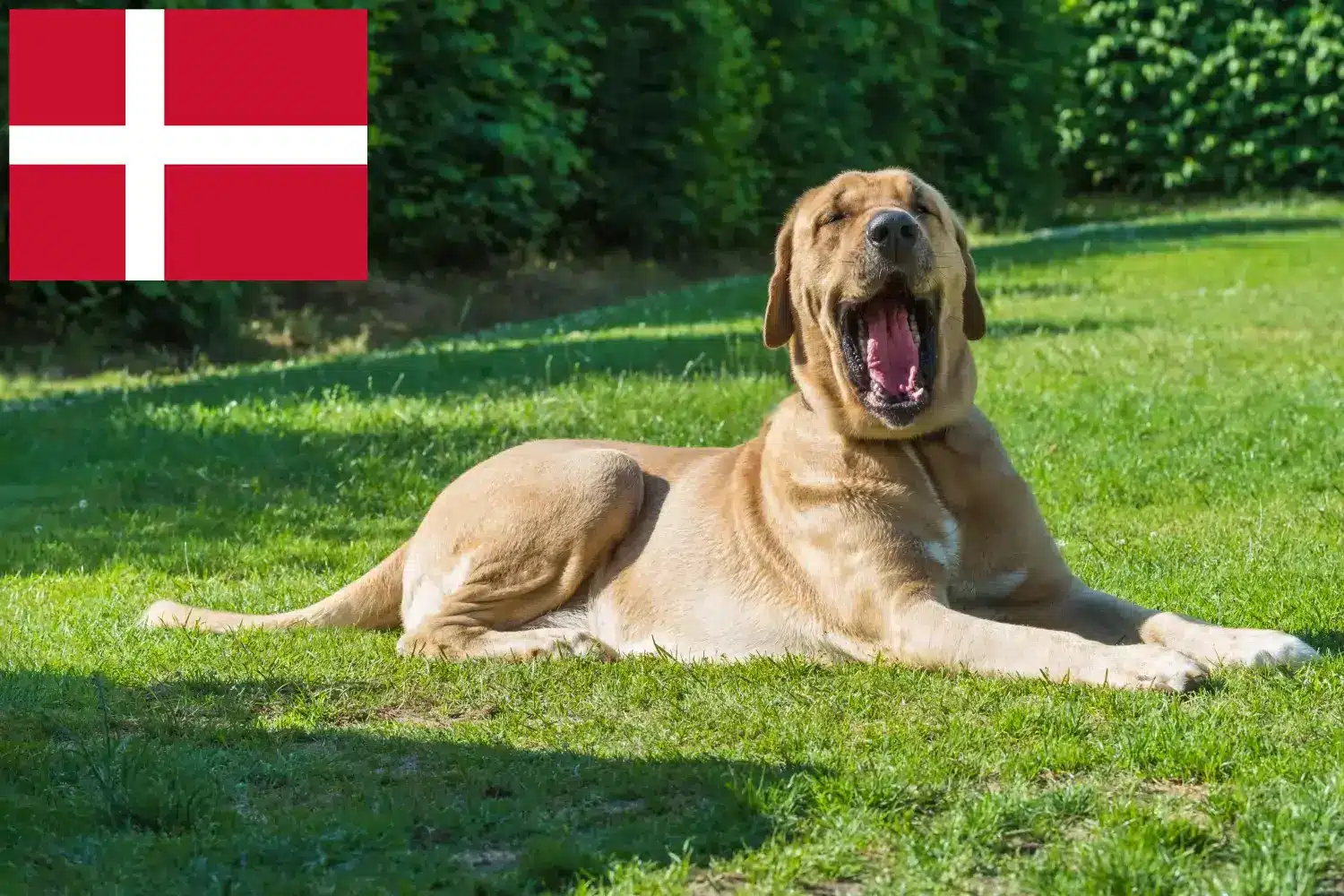 Broholmer kiskutyák és tenyésztők Dánia Itt találhat Broholmer tenyésztőket Dániában.