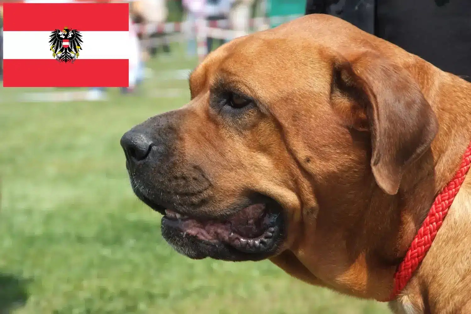 Broholmer kiskutyák és tenyésztők Ausztria Itt találhat Broholmer tenyésztőket Ausztriában.