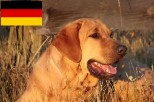 Read more about the article Broholmer tenyésztők és kiskutyák Németországban