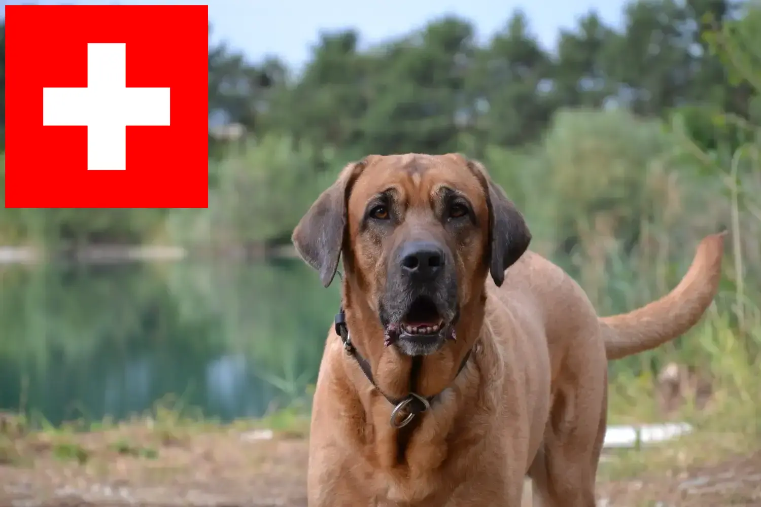 Broholmer kiskutyák és tenyésztők Svájcban Itt megtalálja a svájci Broholmer tenyésztőket.