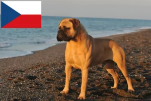 Read more about the article Bullmastiff tenyésztők és kölykök Csehországban