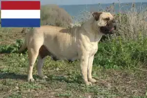 Read more about the article Bullmastiff tenyésztők és kölykök Hollandiában