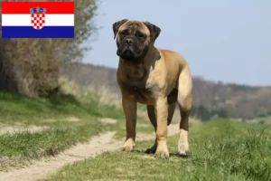 Read more about the article Bullmastiff tenyésztők és kölykök Horvátországban