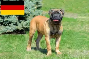 Read more about the article Bullmastiff tenyésztők és kölykök Németországban